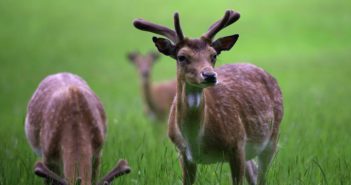 Itinerario tra le bellezze delle Riserve Naturali UNESCO in Alto Molise r