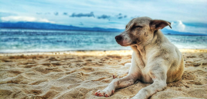 Amici a quattro zampe in Vacanza