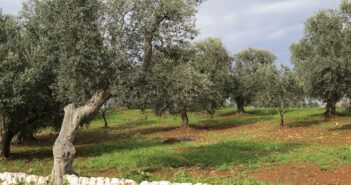 Una storia antica di vini e olio pugliesi: Agrolio e Wine Canto, brand che puntano sulla sostenibilità