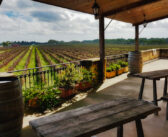 L’agriturismo italiano cresce: secondo Ismea vale 12,5 miliardi di euro