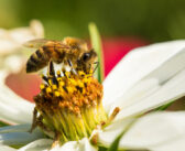 Giornata Mondiale delle api: a richio il nostro cibo e la biodiversità