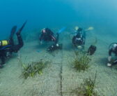 Riforestazione marina, in Sardegna il più grande progetto del Mediterraneo