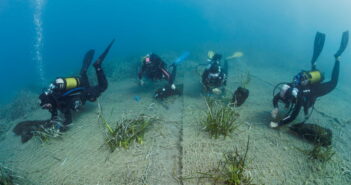Riforestazione marina, in Sardegna il più grande progetto del Mediterraneo