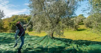 L’Olio Extravergine italiano, protagonista indiscusso della Dieta Mediterranea, è da rilanciare