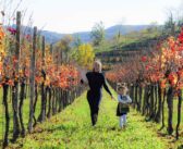 Dalle Alpi alla Sicilia: un breve viaggio nell’Italia del vino