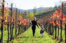 Dalle Alpi alla Sicilia: un breve viaggio nell’Italia del vino