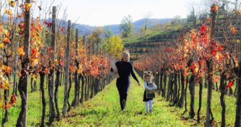 Dalle Alpi alla Sicilia: un breve viaggio nell’Italia del vino