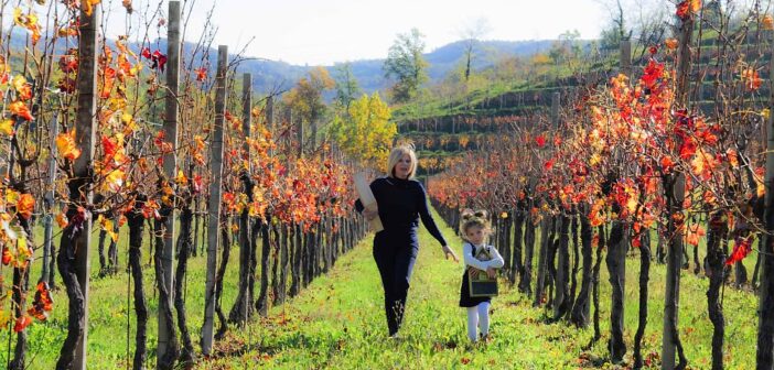 Dalle Alpi alla Sicilia: un breve viaggio nell’Italia del vino