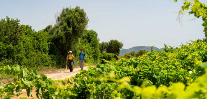 Cammino del Carignano, alla scoperta del Sulcis più selvaggio tra vigne e miniere