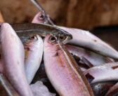 Tornano le Settimane della Pesca Sostenibile MSC