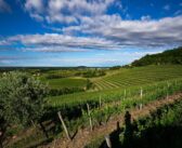 Pighin azienda storica, l’autenticità del vino friulano delle Grave e del Collio