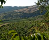 La nuova generazione del Pinot Nero dell’Oltrepò Pavese