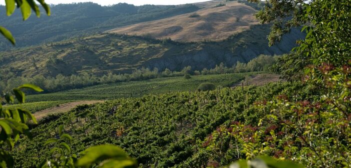 La nuova generazione del Pinot Nero dell’Oltrepò Pavese