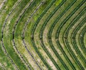 I vini autoctoni biologici d’altura nel cuore del Collio di Tenuta Stella