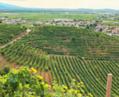 Camminare tra le vigne delle Colline del Prosecco di Conegliano e Valdobbiadene: esperienza da vivere