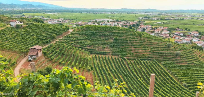 Camminare tra le vigne delle Colline del Prosecco di Conegliano e Valdobbiadene: esperienza da vivere