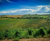 Nell’entroterra di Termoli un grande interprete della Tintilia del Molise