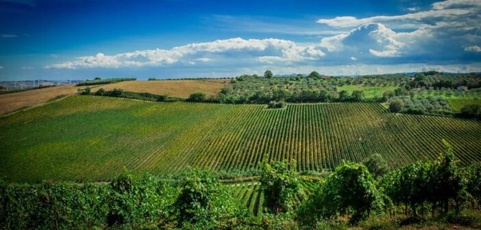 Nell’entroterra di Termoli un grande interprete della Tintilia del Molise
