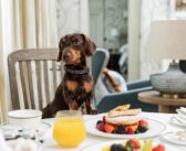 Hotel dog friendly: l’ospitalità a quattro zampe diventa un’esperienza di viaggio