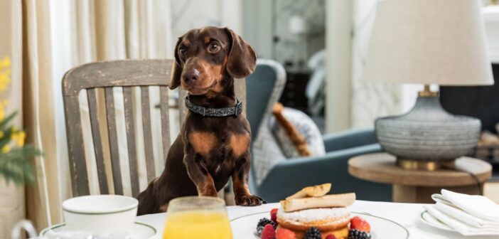 Hotel dog friendly: l’ospitalità a quattro zampe diventa un’esperienza di viaggio